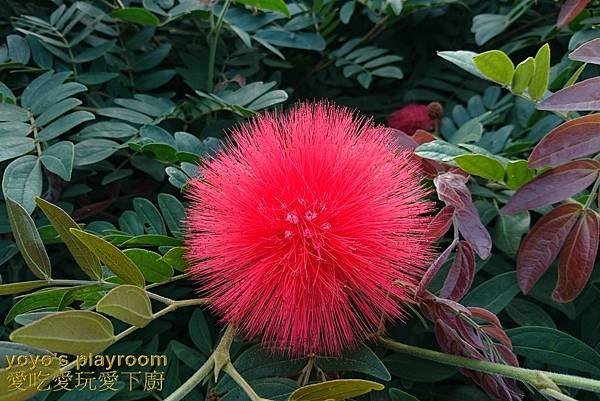 賞花等022.jpg