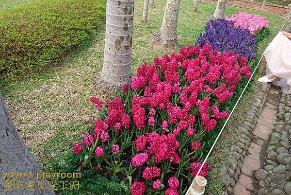 賞花等024.jpg