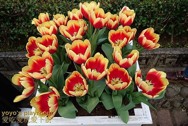 賞花等026.jpg