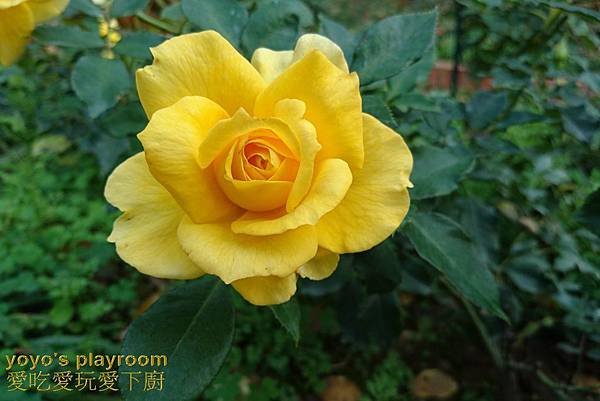 賞花等029.jpg