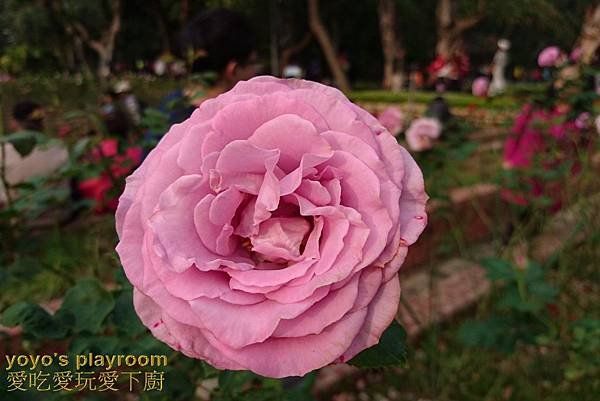 賞花等030.jpg