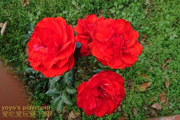 賞花等032.jpg