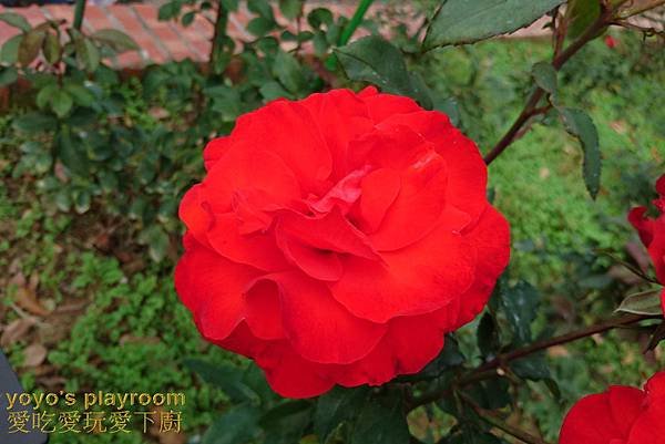 賞花等031.jpg