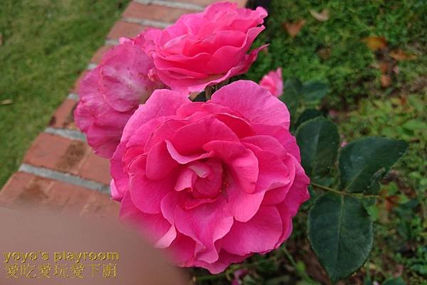 賞花等033.jpg