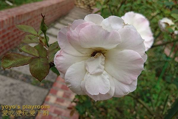 賞花等034.jpg