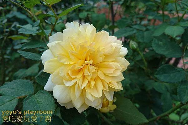 賞花等036.jpg