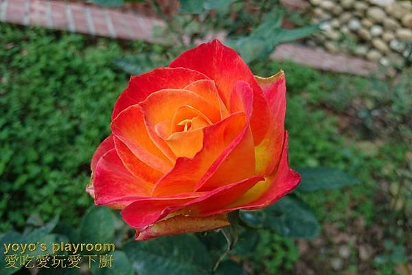 賞花等035.jpg