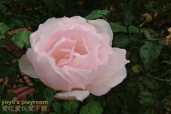 賞花等037.jpg