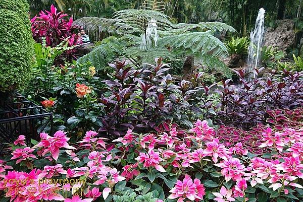 賞花等038.jpg