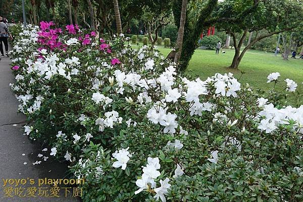 賞花等039.jpg