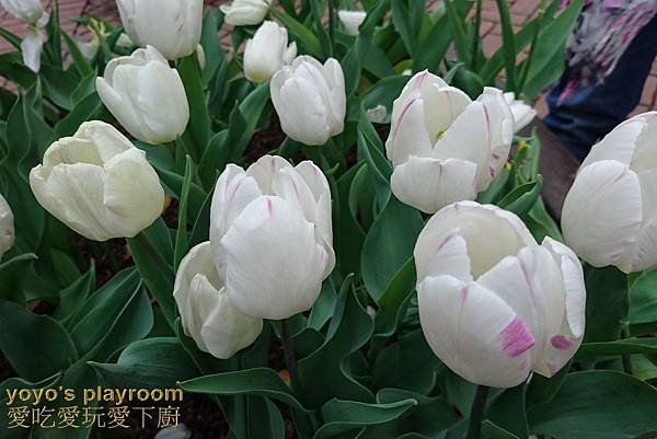 賞花等040.jpg