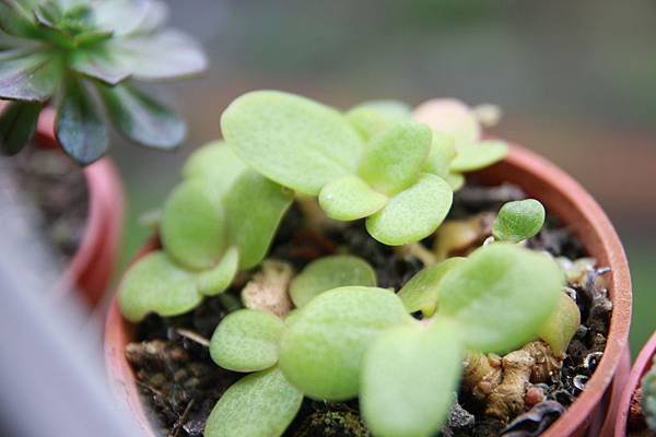 Crassula multicava鳴戶