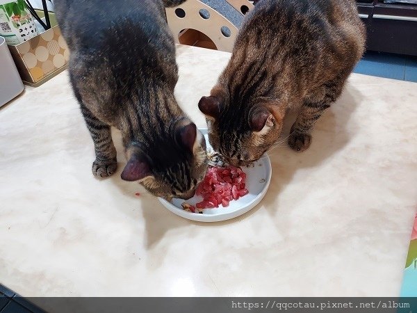 【貓咪主食-生肉】初肉TRUE RAW~天然原型生食餐&amp;海鮮