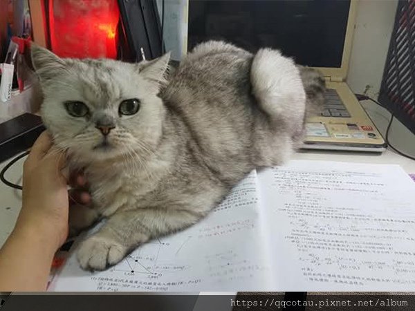 【QQ】我最愛的傲嬌小公主~謝謝你來當我的小孩