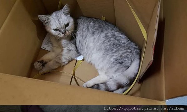 【QQ】我最愛的傲嬌小公主~謝謝你來當我的小孩