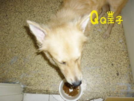 1000708-QQ在吃飯.jpg