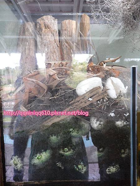 SAM_0386_副本.jpg