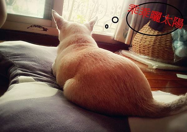 SelfieCity_20151026154919_org_副本