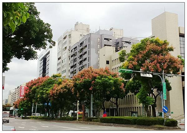 台北街頭欒樹