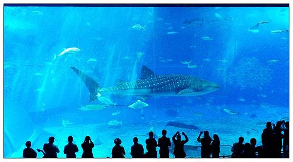 沖繩美麗海水族館