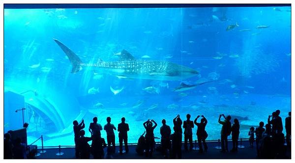 沖繩美麗海水族館