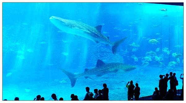 沖繩美麗海水族館