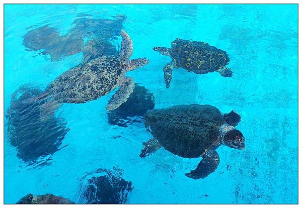 沖繩美麗海水族館