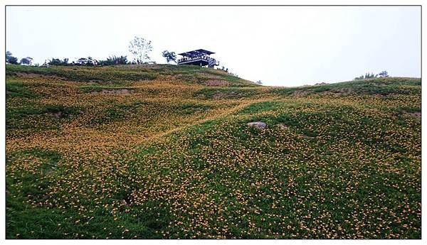 花蓮.六十石山金針花海-104.09.02