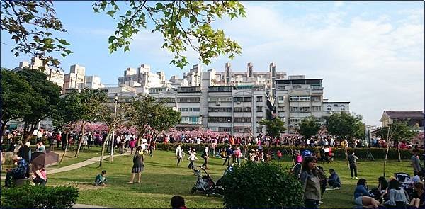 東湖樂活公園櫻花
