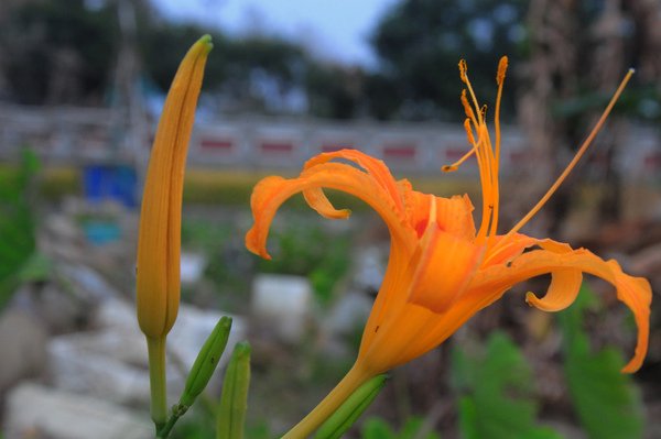 DSC_0379.JPG