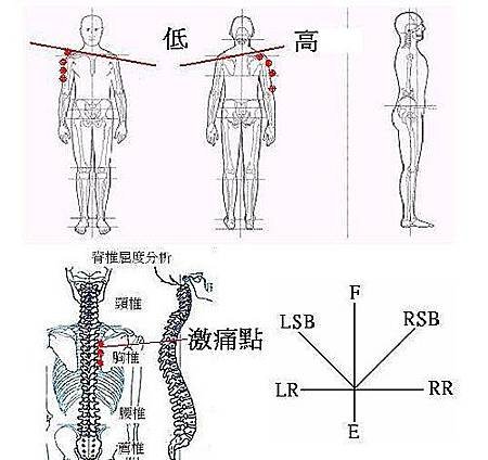 肩關節