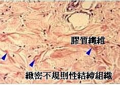 肌肉的深層筋膜