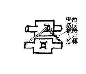 多裂肌（multifidius ）與旋轉肌（rotators）1