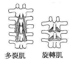 多裂肌（multifidius ）與旋轉肌（rotators）