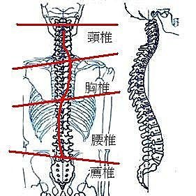 非典型的脊椎側彎處理經驗      