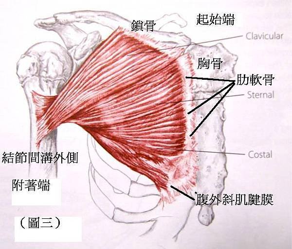 pectoralis major