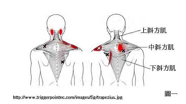 trapezius Tr.p