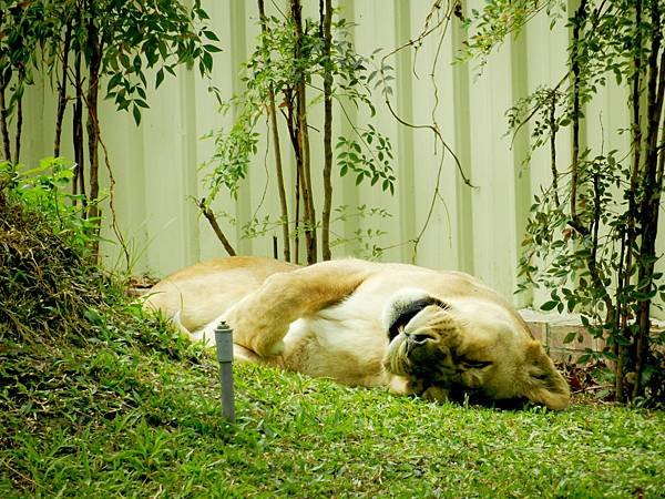 獅子雖是夜行性動物,但你也睡的好看點嘛