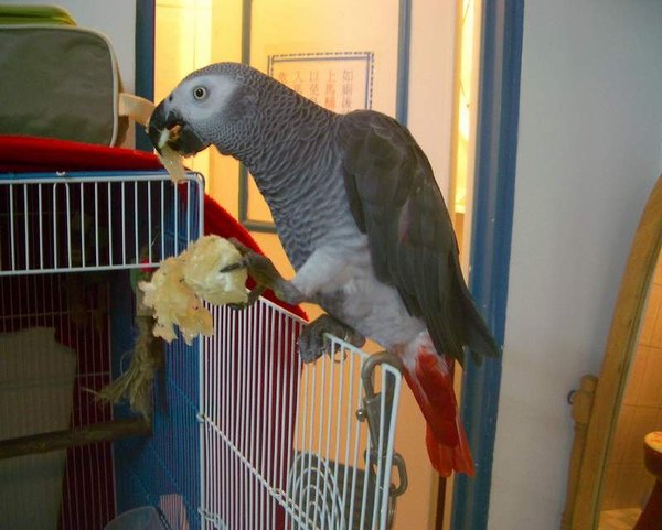 寶弟birdy (2).JPG