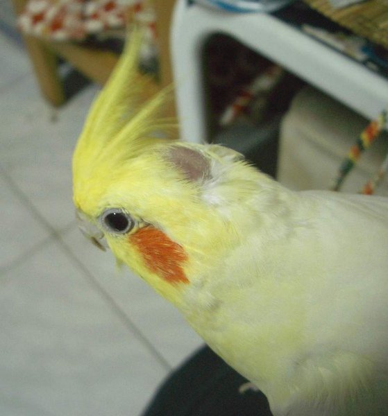 09年7月霸子.JPG