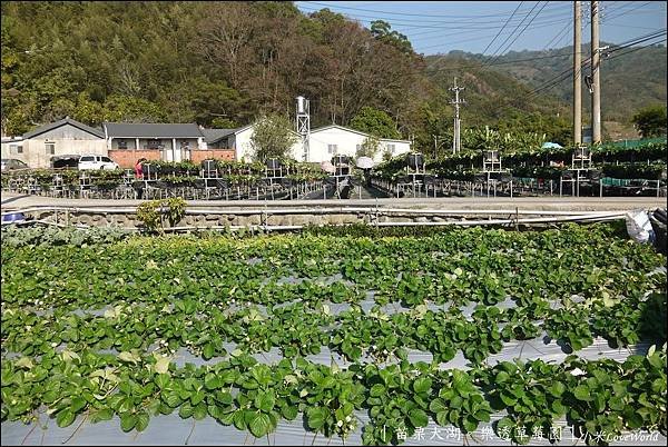 苗栗大湖樂透草莓園P1640767_調整大小1.JPG