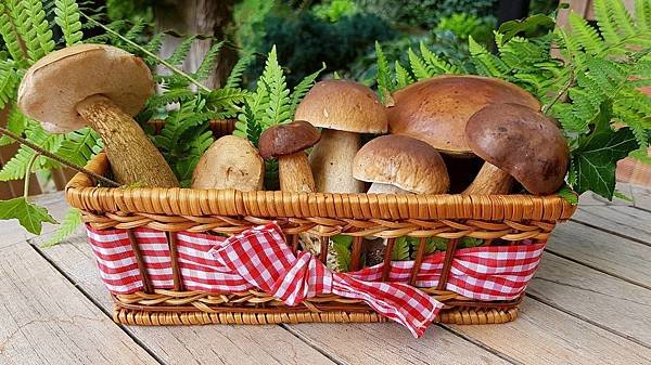 mushrooms-2678385_1920.jpg