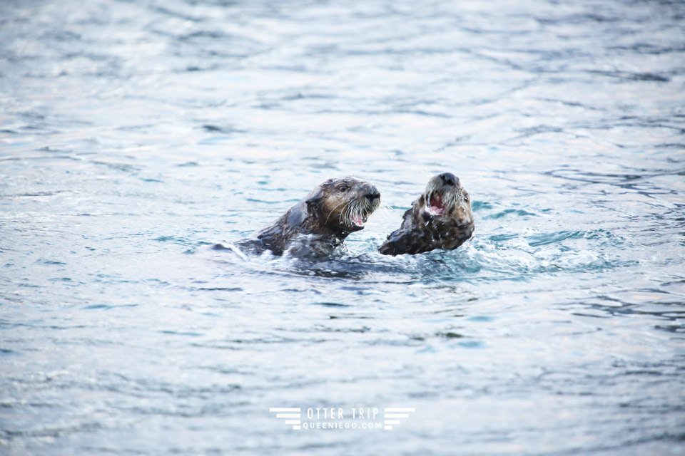 阿拉斯加Seward住宿 Seward Front Row Bed and Breakfast/海獺領地看野生海獺/Alaska Sealife Center