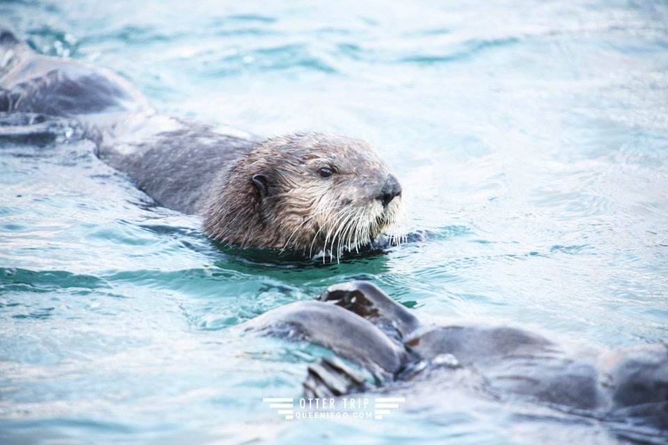 阿拉斯加Seward住宿 Seward Front Row Bed and Breakfast/海獺領地看野生海獺/Alaska Sealife Center