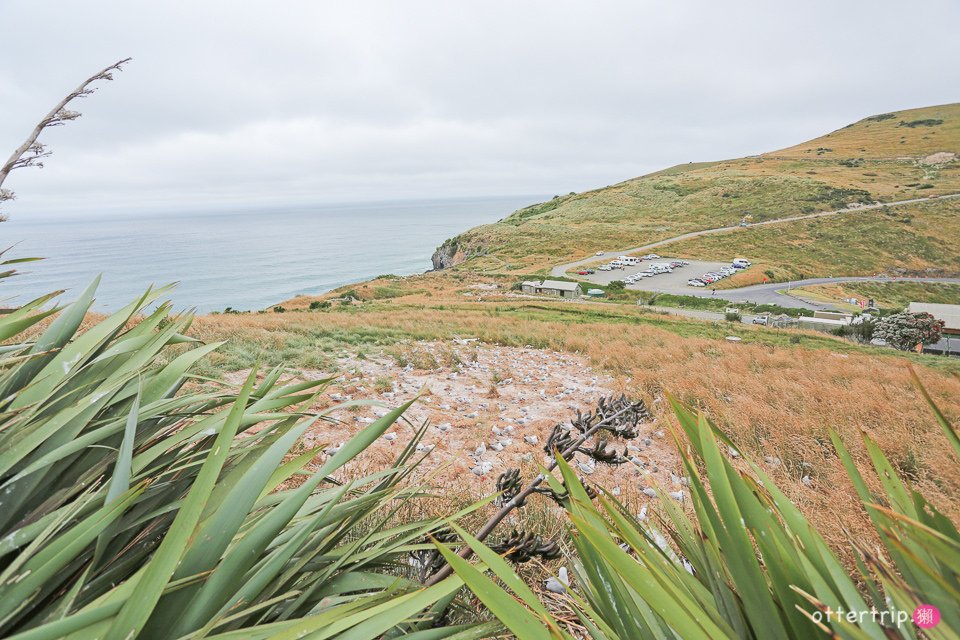 紐西蘭奧塔哥半島  皇家信天翁中心（Royal Albatross Centre）看皇家信天翁跟藍企鵝