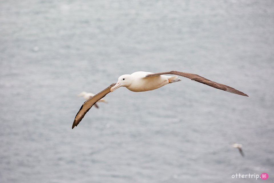 紐西蘭奧塔哥半島  皇家信天翁中心（Royal Albatross Centre）看皇家信天翁跟藍企鵝