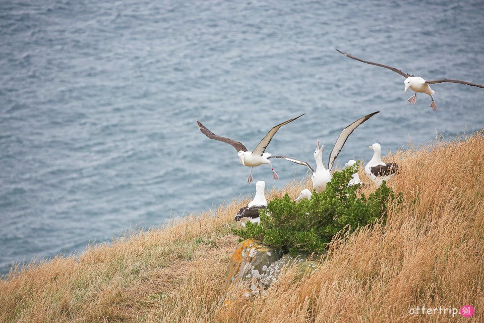 紐西蘭奧塔哥半島  皇家信天翁中心（Royal Albatross Centre）看皇家信天翁跟藍企鵝