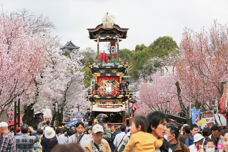 日本犬山 | 名古屋周邊賞櫻景點 櫻花紛飛時的犬山祭