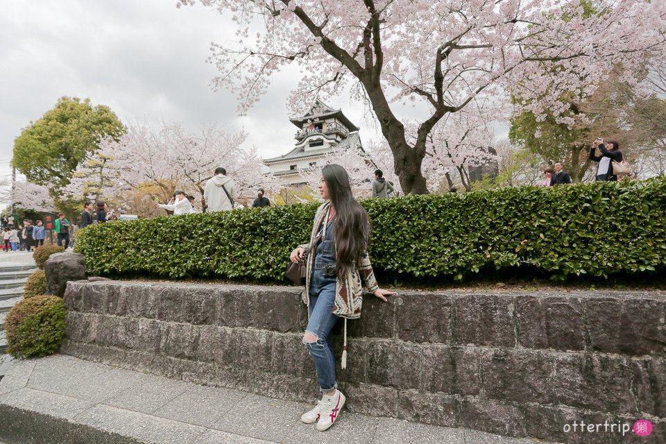 日本犬山賞櫻名所  犬山城，有樂苑裡的國寶茶室-如庵