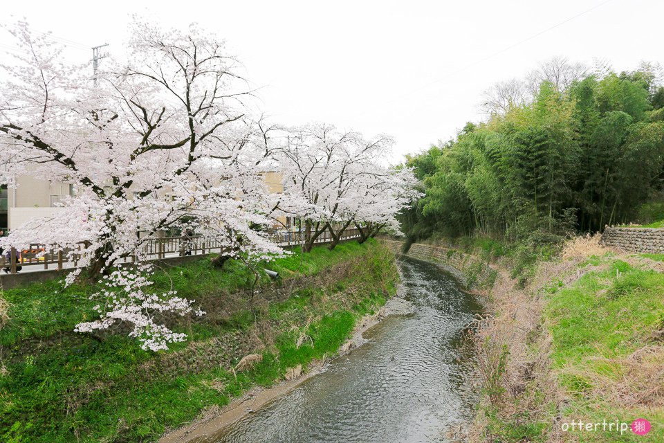 日本犬山賞櫻名所  犬山城，有樂苑裡的國寶茶室-如庵